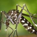 Expert Mosquito Control & Land Surveying in Fayetteville