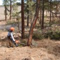 Why Tree Removal In Oregon Should Come First Before Any Land Surveying Begins