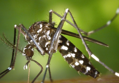 Expert Mosquito Control & Land Surveying in Fayetteville